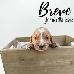 Breve - Red  female Goldendoodle puppy in Taylorsville, North Carolina from Doggone Dixie Doodles