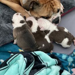 Bulldog Puppies from Bulldog Vee