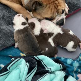 Bulldog Puppies from Bulldog Vee