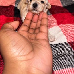 Honey - Apricot female Yorkipoo puppy in Gastonia, North Carolina from Banks Dynasty Kennel