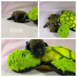 Katie - Red gold female Lhasa Apso puppy in Cincinnati, Ohio from Shangri-La Lhasa Apsos