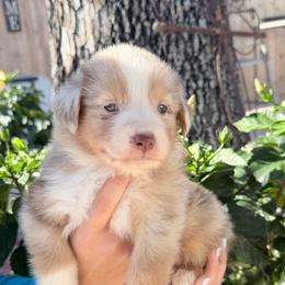Nicole's RMM - Red merle male Miniature Australian Shepherd puppy in Goliad, Texas from Sassy Lil Aussies and Diamond W Poodles