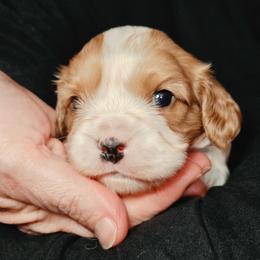 Boy 3 - Tri-color male Cavalier King Charles Spaniel puppy in Sparta, Georgia from Southern Edge Kennel
