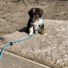 Left collar - Sable male Aussiedoodle puppy in Hillsboro, Illinois from Shoal Creek Puppies
