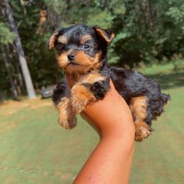 Girl 2 - Black and tan female Yorkshire Terrier puppy in Louisburg, North Carolina from Nell’s Adorable Yorkshire’s