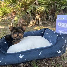 Australian Shepherd, Pomeranian, and Yorkshire Terrier Puppies from Gloria Garlobo