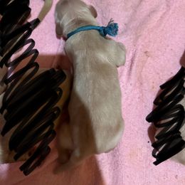 Golden Retriever Puppies from St. Paul Goldens