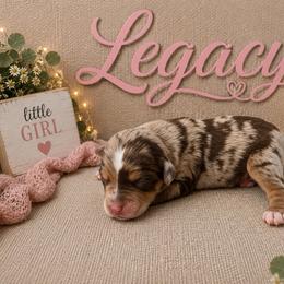 Legacy - Red merle female Miniature Australian Shepherd puppy in Idalou, Texas from Lonesome Pine Mini Aussies
