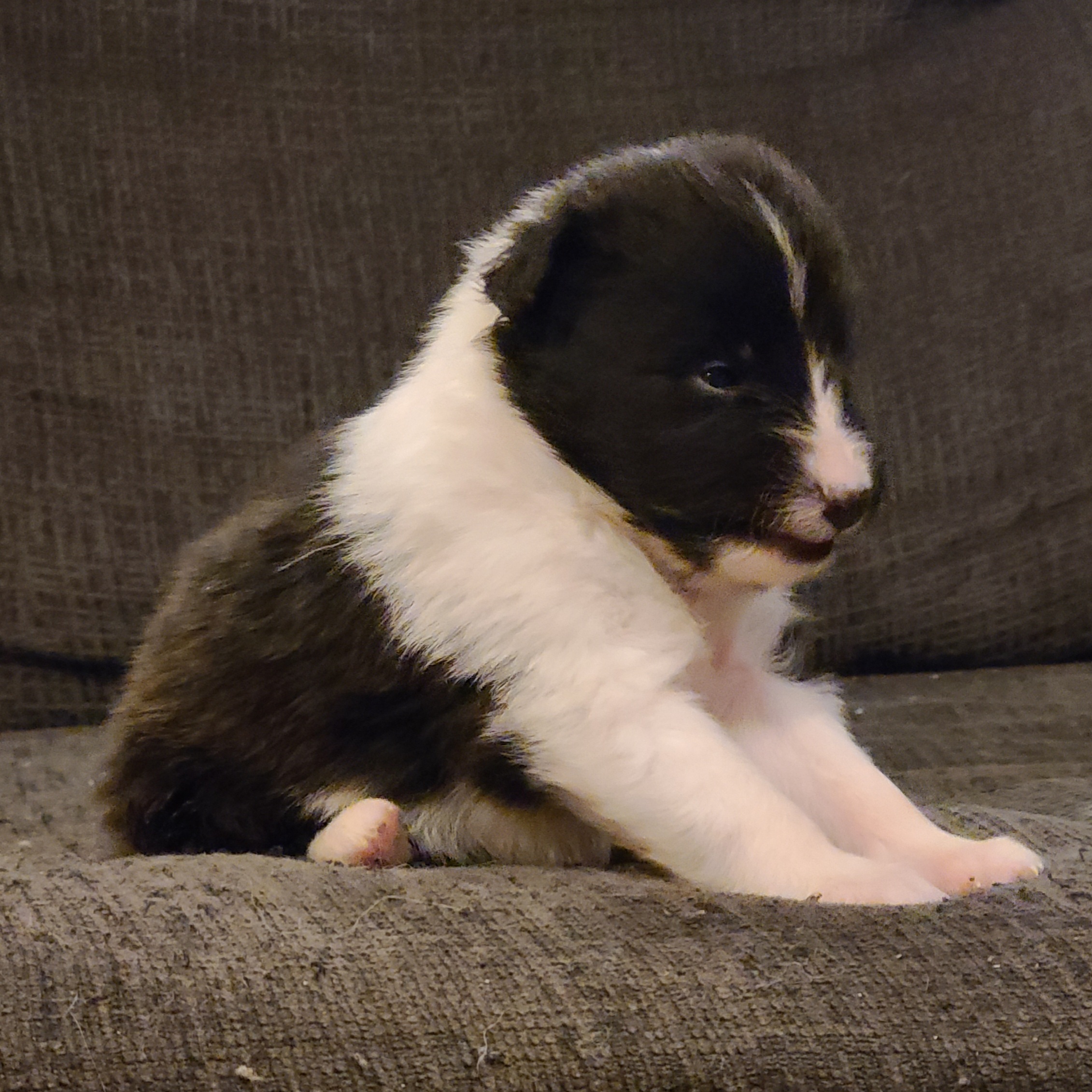 Shetland Sheepdog Puppies from Henotic Homestead's Shetland Sheepdogs