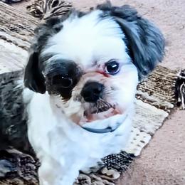 Shihpoos and Shih Tzus from Pattersons Luv K-9s