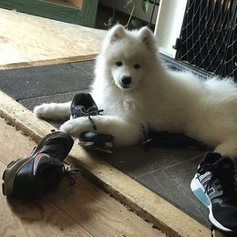 Samoyed Puppies from Kenjo Samoyeds