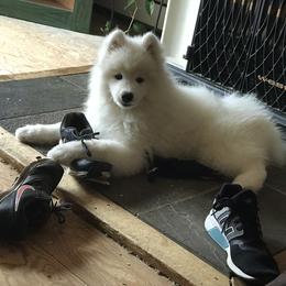Samoyed Puppies from Kenjo Samoyeds