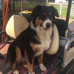Gypsy - Australian Shepherd