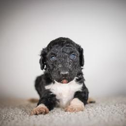 Cheshire - The Mad Hatter - Brindle male Poodle puppy in Caldwell, Idaho from Boise Doodle Co.