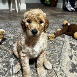 Daisy - Apricot female Goldendoodle puppy in Tavares, Florida from Tracy's Goldendoodles