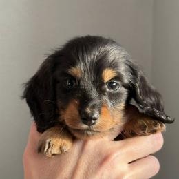 Dachshund Puppies from Krysta Wasson