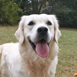 Olive - Golden Retriever