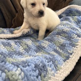 Girl 2 - Yellow female Labrador Retriever puppy in Isanti, Minnesota from Four Corners Family Labs