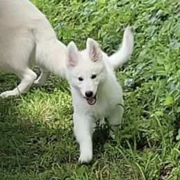 Girl 2 Hana - White female Berger Blanc Suisse puppy in Orland Park, Illinois from Starfyre Berger Blanc Suisse