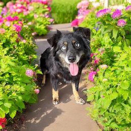 Journey - Miniature American Shepherd