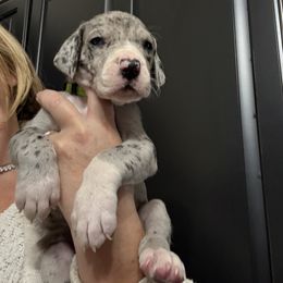 LIGHT GREEN - Merle male Great Dane puppy in Plumstead Township, Pennsylvania from Gresko Danes