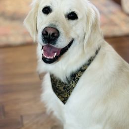 June - Golden Retriever