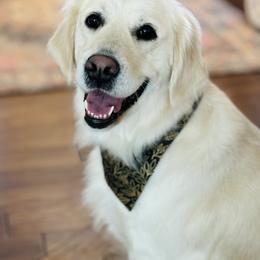 June - Golden Retriever
