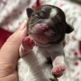 Parti girl - Liver and white female Shih Tzu puppy in Berkeley Springs, West Virginia from Sandridge Shih Tzus