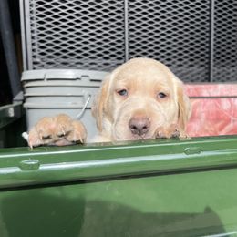 Yellow male - Yellow Labrador Retriever puppy in Church Road, Virginia from Kennels at 3551