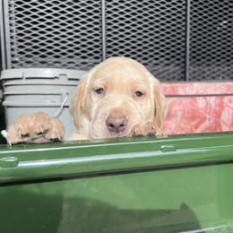 Yellow male - Yellow Labrador Retriever puppy in Church Road, Virginia from Kennels at 3551
