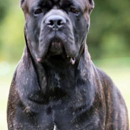 Cane Corso from Forest Lake Cane Corsos
