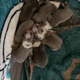 Boston Terrier Puppies from Nettles Nuggets