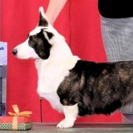 Cardigan Welsh Corgis from Baledwr Kennels