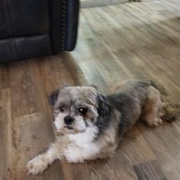 Milo - Lhasa Apso