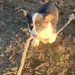 American Corgi and Pembroke Welsh Corgi Puppies from Sunray Ranch