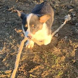 American Corgi and Pembroke Welsh Corgi Puppies from Sunray Ranch