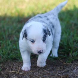 Lily - Blue merle female Border Collie puppy in Opelousas, Louisiana from Zahara Border Collies