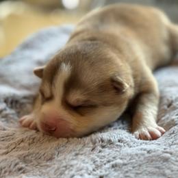Chevy - Red and white male Pomsky puppy in Greenfield, Minnesota from SRF Pomskies