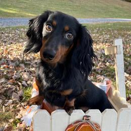 Ricky - Dachshund