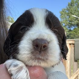 English Springer Spaniel Puppies from Epoch English Springer Spaniels