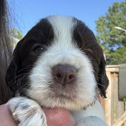 English Springer Spaniel Puppies from Epoch English Springer Spaniels