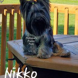 Nikko - Yorkshire Terrier