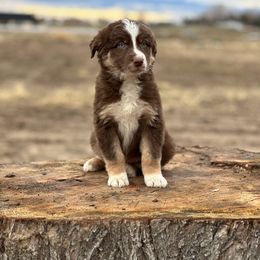 Australian Shepherd Puppies from 2Harts Aussies