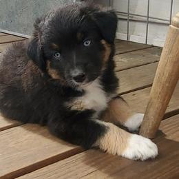 Storm - Black tri male Miniature Australian Shepherd puppy in Findlay, Ohio from RStar Aussies