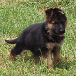 German Shepherd puppies from Von Kunstlerisch