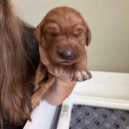 Female 2 - Dark golden female Golden Retriever puppy in Autryville, North Carolina from Carter Family Retrievers
