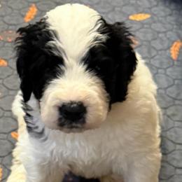 Paxton - Black and white male Saint Berdoodle puppy in San Antonio, Texas from Mammoth Doodles