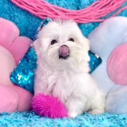 Oba - White male Maltese puppy in Arab, Alabama from Always Maltese