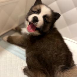 Pomskies from Finger Lakes Pomskies
