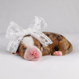 Sable Merle Female (mint collar) - Sable female Bernedoodle puppy in Lehi, Utah from Heart J Bernedoodles